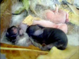 Mis conejos, 3º video... La nueva generación!