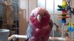 Meetoo Pete Rose- Rose Breasted Cockatoo