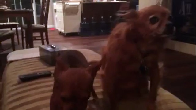 Cute chihuahua screams when he's lonely or excited