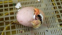 Nascita di un Pulcino di Gallina Nell'incubatrice HD