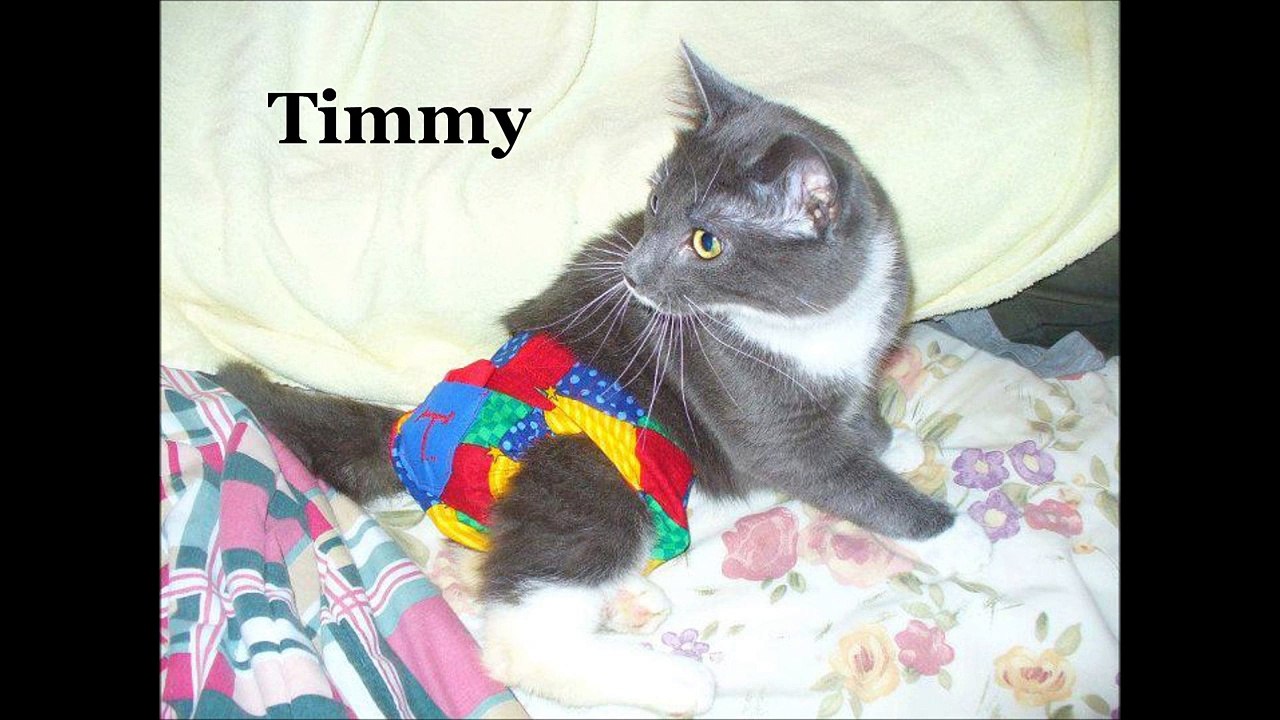 Cats with Paralysis and Mobility Challenges - Again