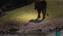 Documental de Animales - LEONES vs HIPOPÓTAMOS y COCODRILOS - WILD.