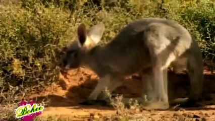 Animal Documental Nacimiento y Vida