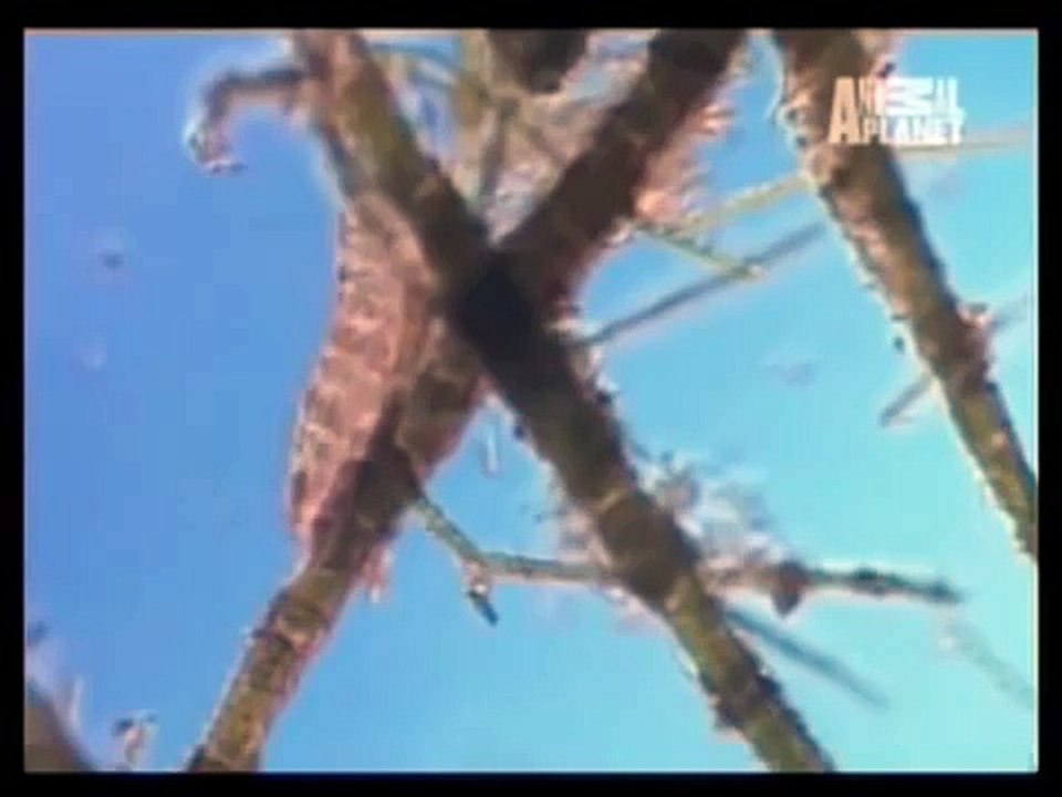 Documental - "El animal mas resistente del mundo, el oso de agua" Animal Planet