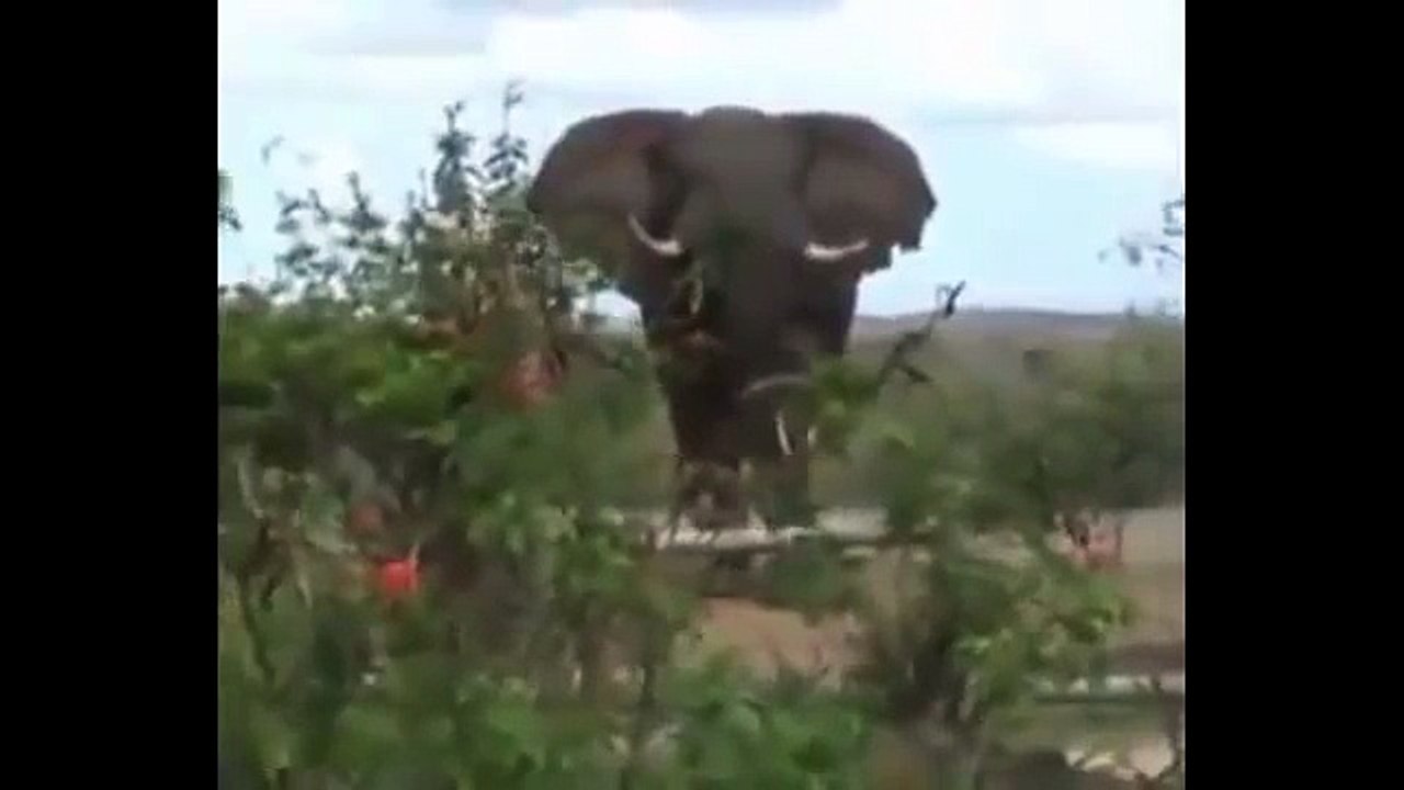When Animal Attack Human  -part 2