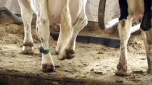 Dancing cows become sick due to ground current on dairy farms