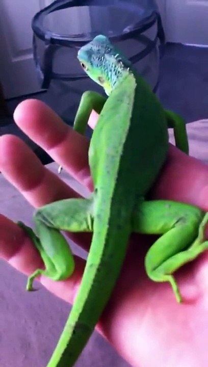HOW I TAME MY GREEN IGUANA