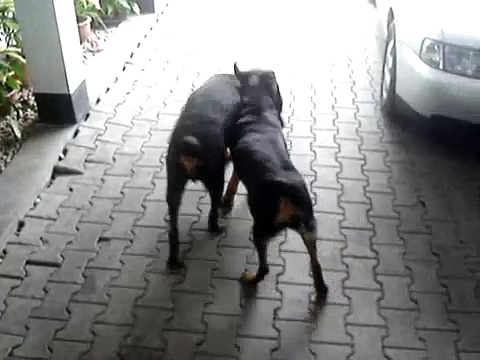 Rottweilers play fighting - funny