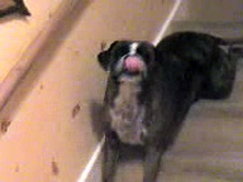 boxer coming downstairs