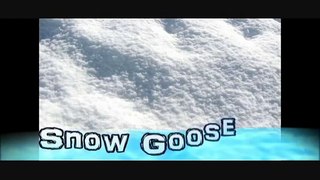 ♪Snow Goose　高音質