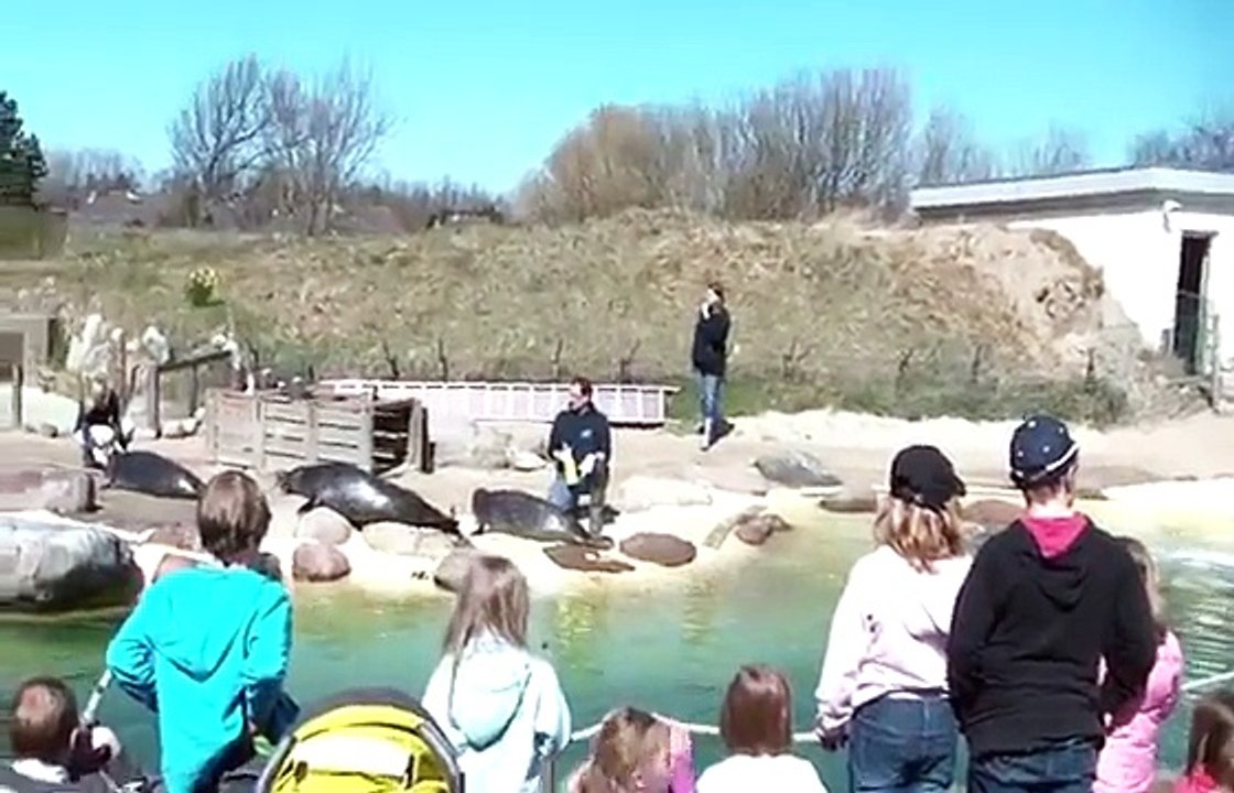 Fütterung Seehundstation Friedrichskoog