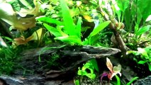 Karides Akvaryumu - Planted Shrimp Aquarium