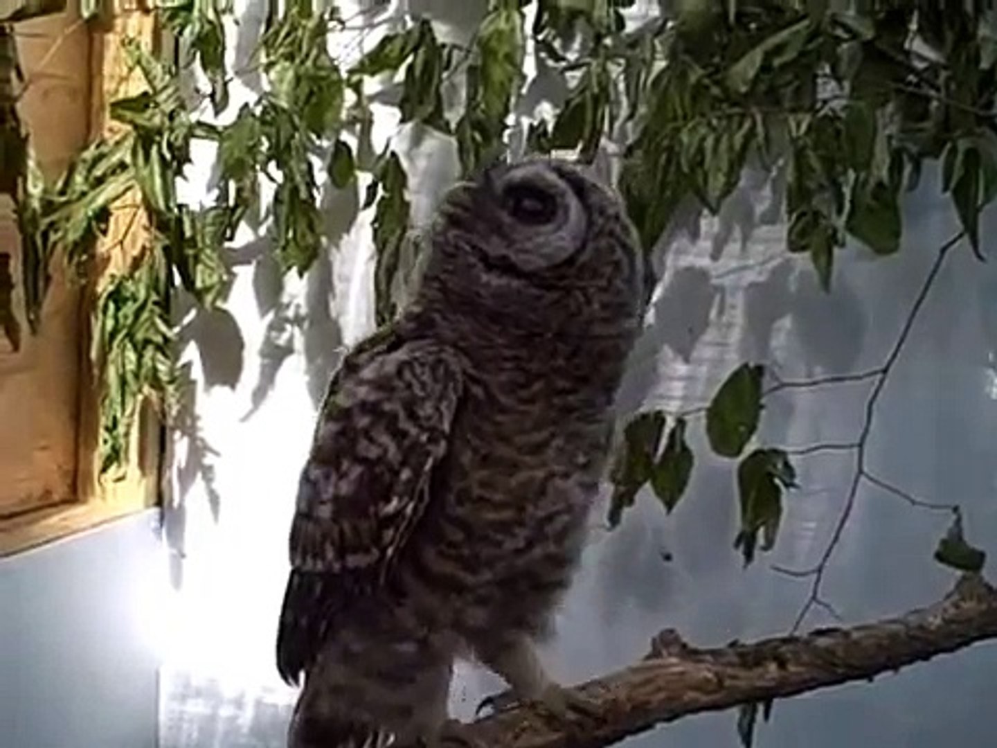 Fledgling Barred Owls