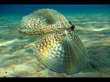 Most amazing deep sea Creatures