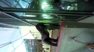 Angry Gorilla at Paignton Zoo
