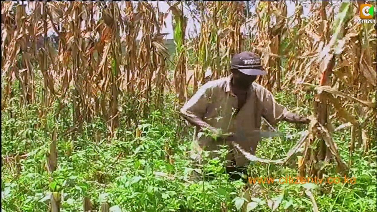 Kitale bumper harvest