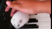 Hamster on a piano eating sunflower seeds