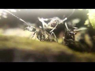 THE ADVENTURE OF THE ANT | Cuộc phiêu lưu của những chú kiến