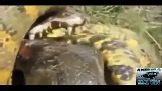 Crocodile vs Anaconda :Dangerous/Deadliest & Amazing Battle