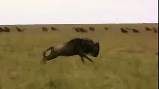 Most Satisfying Animal Attack Ever