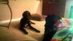 Great Dane Puppy Throws Temper-tantrum