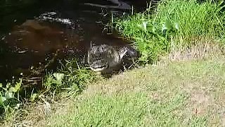 Alligator attack in Georgia