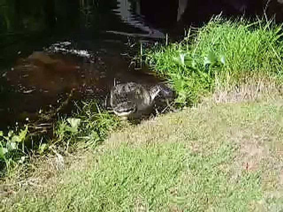 Alligator attack in Georgia