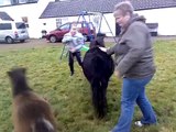 caitlin and sophies ponies  coalburn