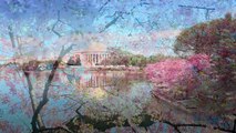 The Cherry Blossom Festival - Washington DC Travel Attractions (USA)