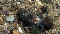 Hermit crabs fight for a shell