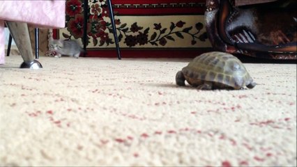 Кот атакует черепаху!