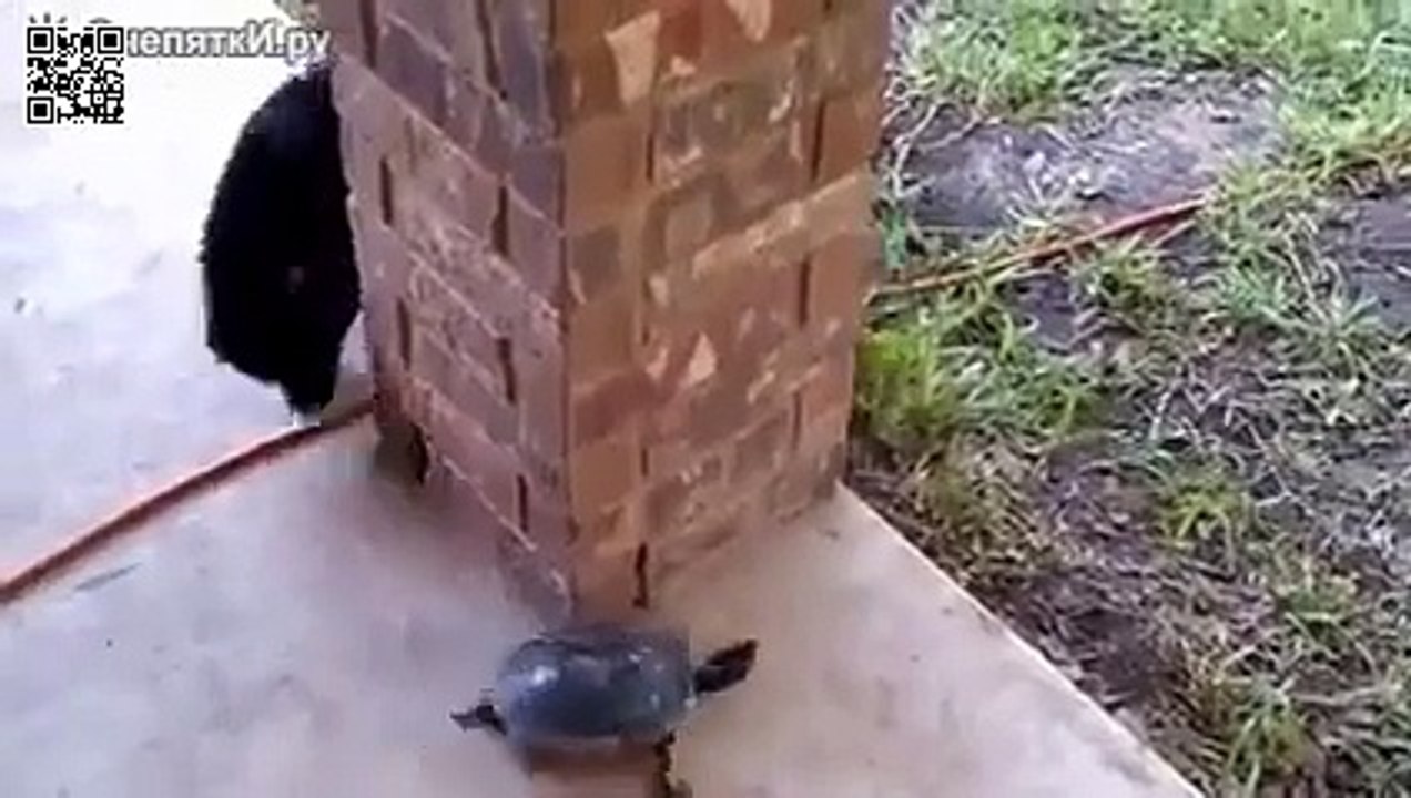 Кот и черепаха играют в догонялки )