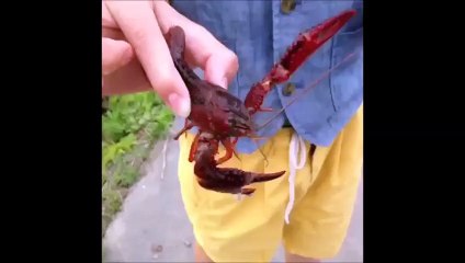 [LOL] Kumpulan video koplak bikin ngakak