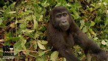 Un jeune gorille vole une camera et se filme en selfie... Adorable