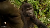 Wild gorilla took camera and made this incredibly cute selfie video