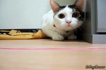 хаха кот танцует под музыку