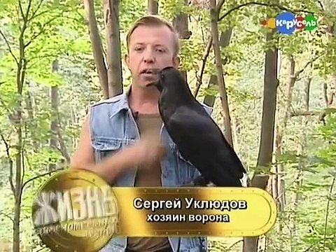Содержание ворона дома