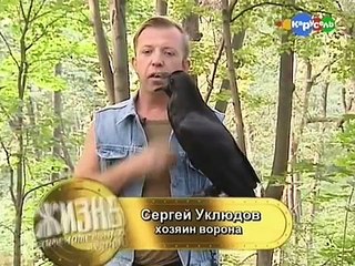 Содержание ворона дома