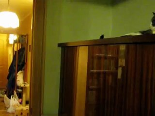 Как выманить хищника из его логова