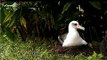Laysan Albatross Family ~ Cornell Lab of Ornithology ~ Kauai, Hawaii ~ 7 Feb. 2014