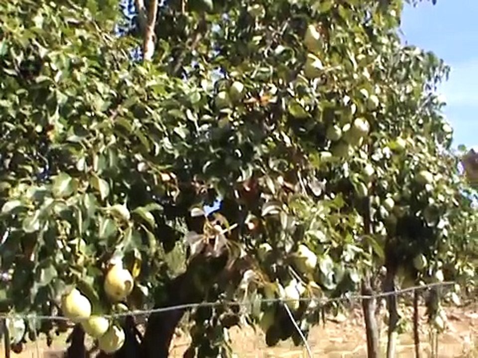 Etnobotánica villuercas aprodervi. castor cortijo y manuel cortijo en navezuelas (4/10/2009)