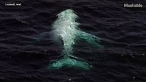 Australie : baleine à bosse albinos aperçue sur le long de la Gold Coast