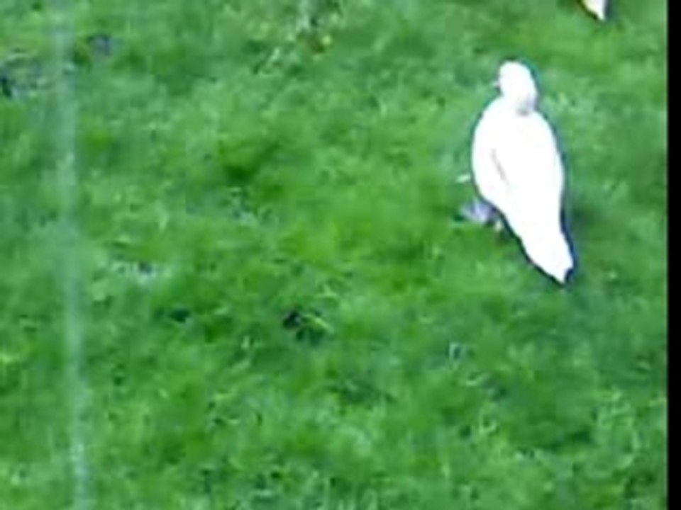 Les canard c'est des Pd