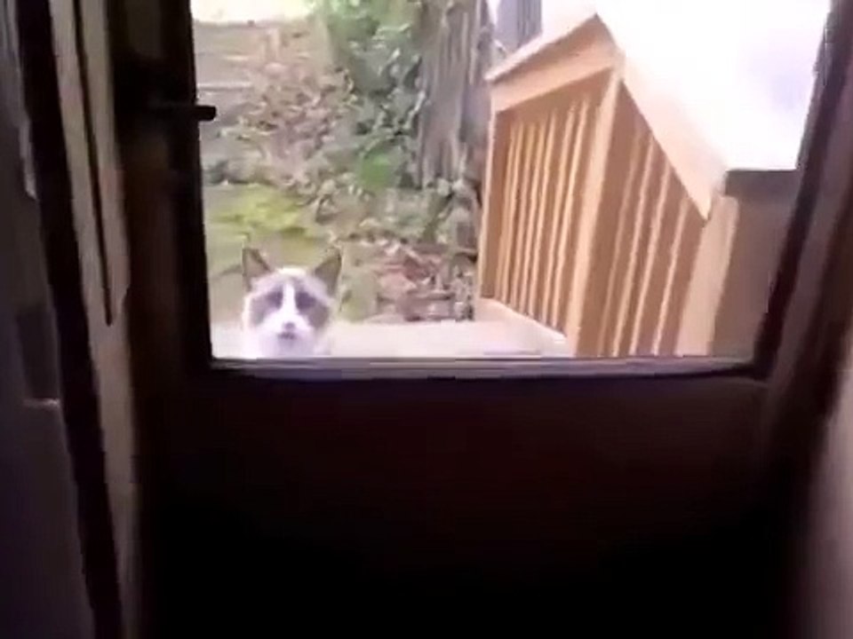 пьяный кот пришёл домой