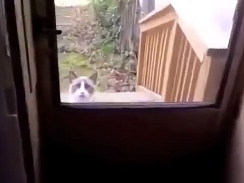 пьяный кот пришёл домой