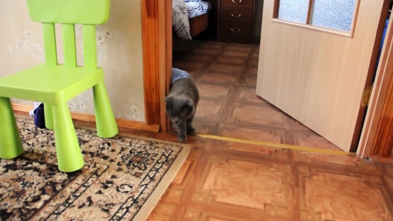 Пьяный кот)))