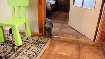 Пьяный кот)))