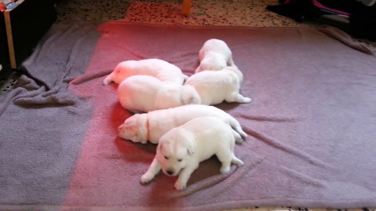 News du Jour " 14 ième jour "..Ils ouvrent bien les yeux et deviennent interactifs avec nous aux caresses et au toucher