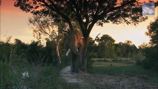 Elephant Whisperer - Wildscreen Festival Nominee 2012