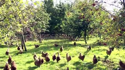 McDonald's Europe Sustainable Supply: Our Story so Far | Sustainability | McDonald's